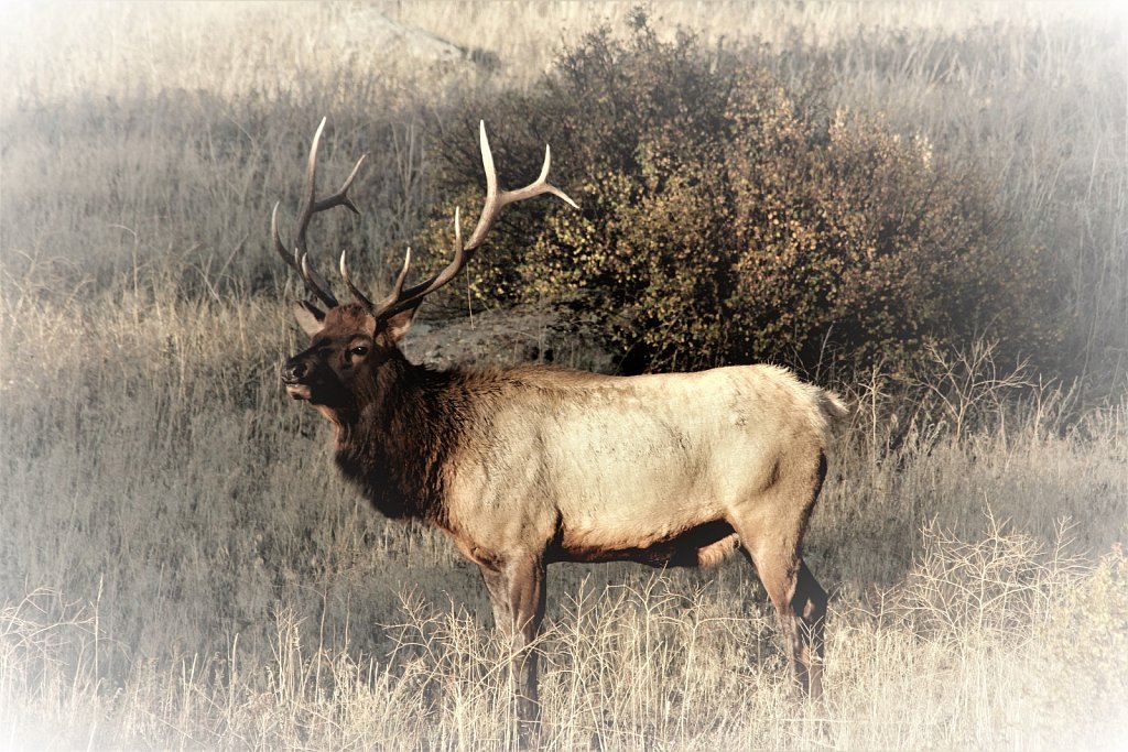 Elk Rut